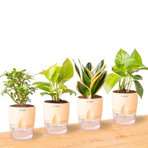 KYARI Combo of 4 Money Variegated, Golden Money, Golden Snake & J...