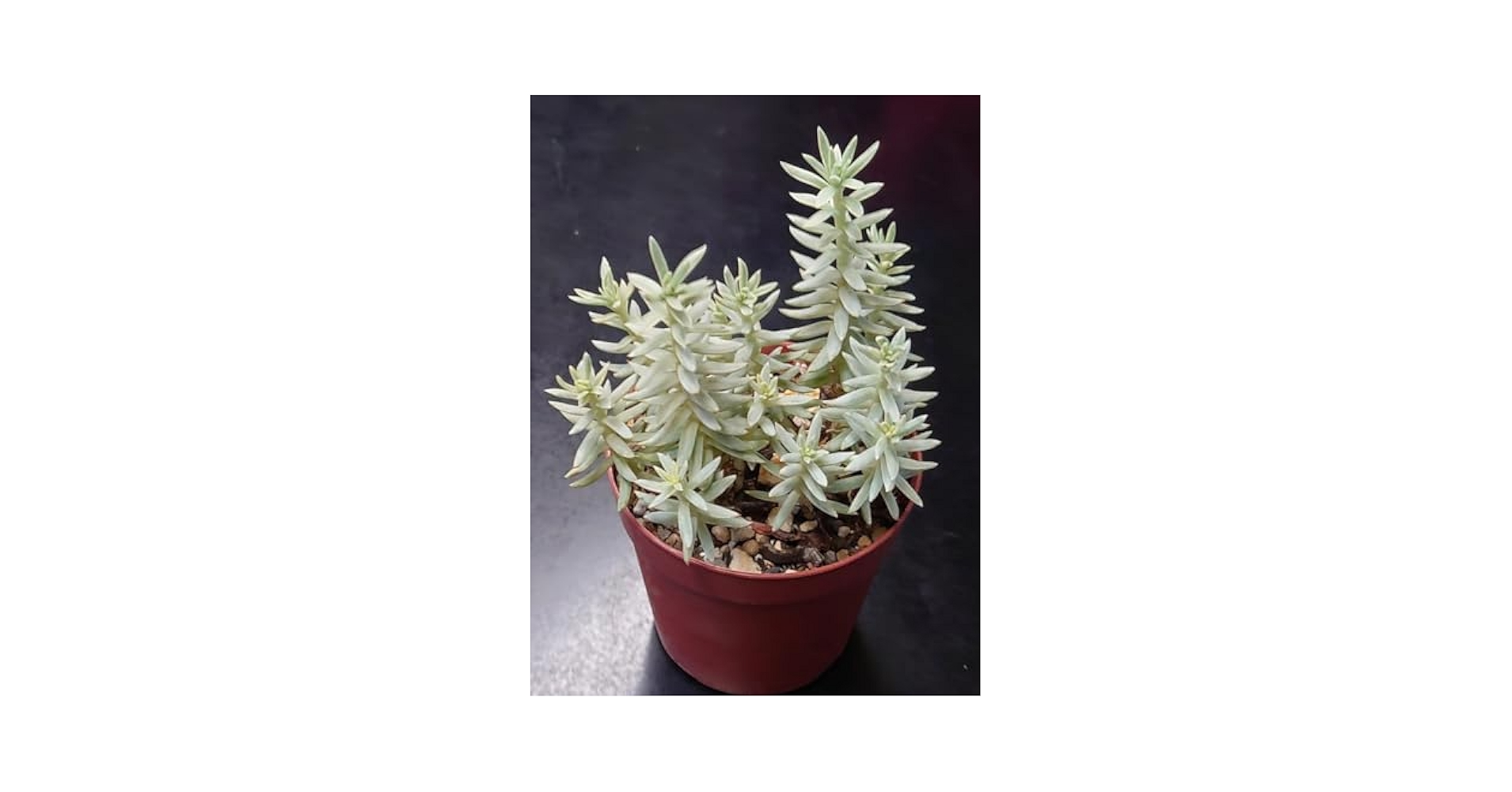 Amazon.co.jp: 多肉植物 カメレオン錦 : ホーム＆キッチン