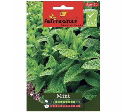 Mint Premium Quality Seeds (Made in Spain) by LebenGroup