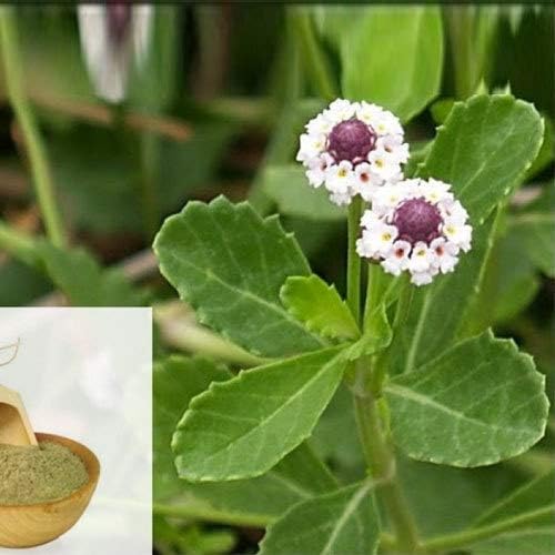 Miniatura 7 de Poduthalai Powder (Lippia nodiflora)  Polvo de cúrcuma silvestre  Polvo de árbol de hoja de curry  Polvo de hoja de curry indio  Suplemento de