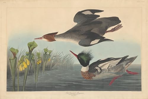 Peinture Harle à poitrine rouge grand format affiche toile Audubon