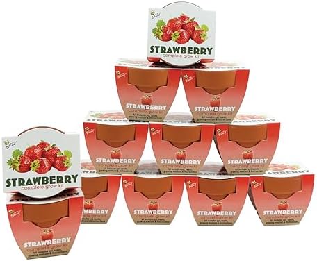 Buzzy Seeds Alpine Strawberry Grow Kit 12-Pack, Terracotta Pots, Fruit