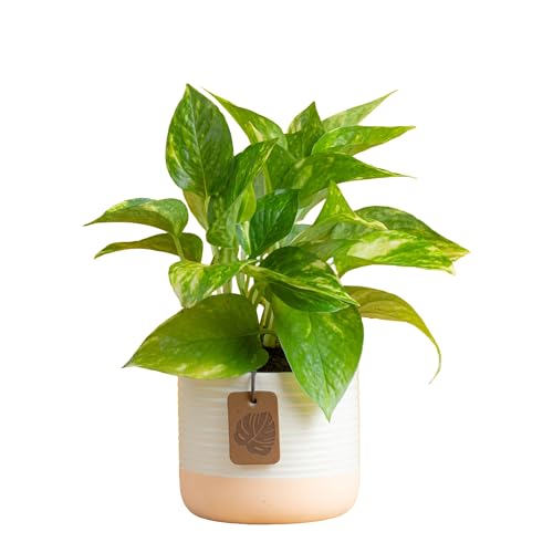 Costa Farms Pothos Plant, Devil's Ivy in Decorative Pot, Easy