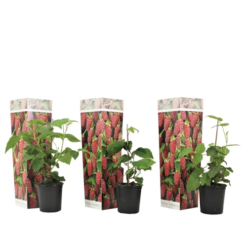 Plant in a Box - Rubus 'Baie de Tay' - Set de 3 - Croisement entre la mûre et la framboise - Fruits rouge foncé - Plante de jardin à feuilles caduques - Pot 9cm - Hauteur 25-40cm