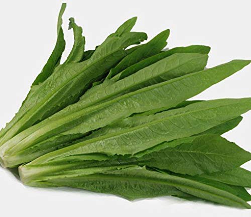 Chinese Lettuce Mak Choi Yu Mai Tsai 2000 Seeds youmaicai Asian Chinese Original Package Vegetable Garden 原装彩包四季无斑油麦菜种子蔬菜种子