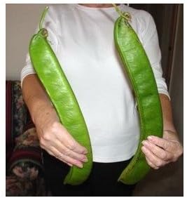 Seeds and Things 3 Jack in the Bean Stalk Magic Beans Seeds Unusual by Seeds and Things