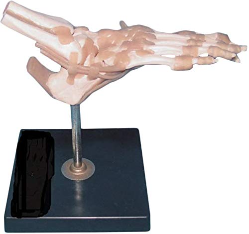 Modèle anatomique du pied avec ligaments pour l'étude de l'articulation humaine