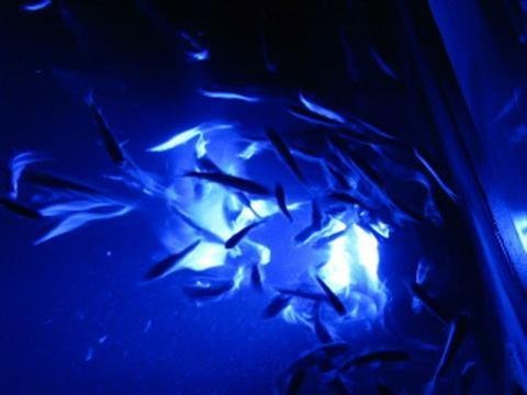 Green Blob Outdoors Jumbo 30000 Lumens 600 Led Underwater Fishing Light 110 Volt Ac 3 Prong Plug Includes Timer W Photocel 30Ft Power Cord (Choice Of Green, Blue, Or White) (Blue) #TOP5