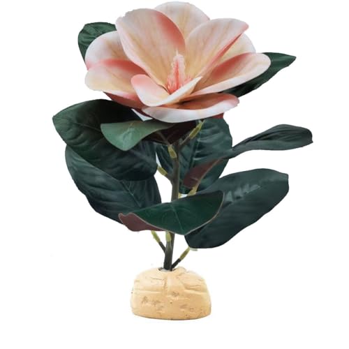 Keruideng Rosa Magnolie Terrarium Pflanze
