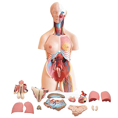 Image of FriCARE Human Body Anatomy Torso Model, 33.8 inch for Medical Students Teaching