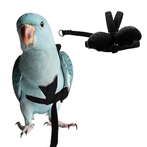 Peony Parrot Bird Harness and Leash, Adjustable Training Design Anti-Bite, Bird Nylon Rope with Cute Wing for Peony Parrot and Same Size Birds (M, Black)