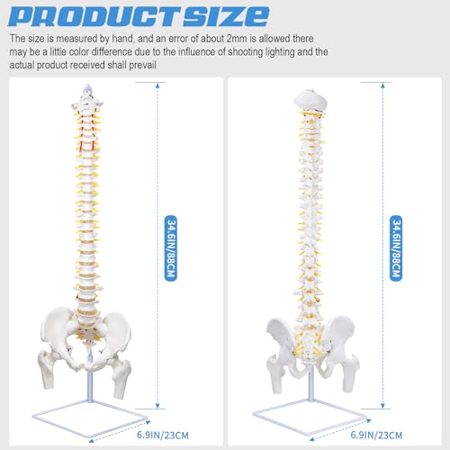 Image of Flexible Spine Model, 34.6 inch Life Size Spinal Cord Model Flexible Anatomical Spine with Vertebrae, Nerves, Arteries, Lumbar Column and Male Pelvis for Science Study or Patient Education