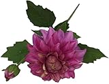 artplants