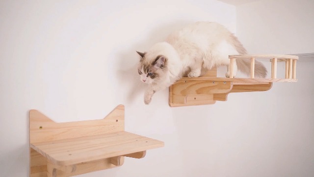 Amazon.co.jp: MIUZMORE 松 猫 壁フレーム クライミングフレーム 5点