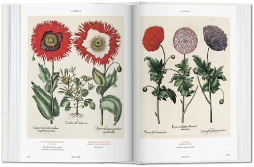 Basilius Besler. Florilegium. The Book of Plants