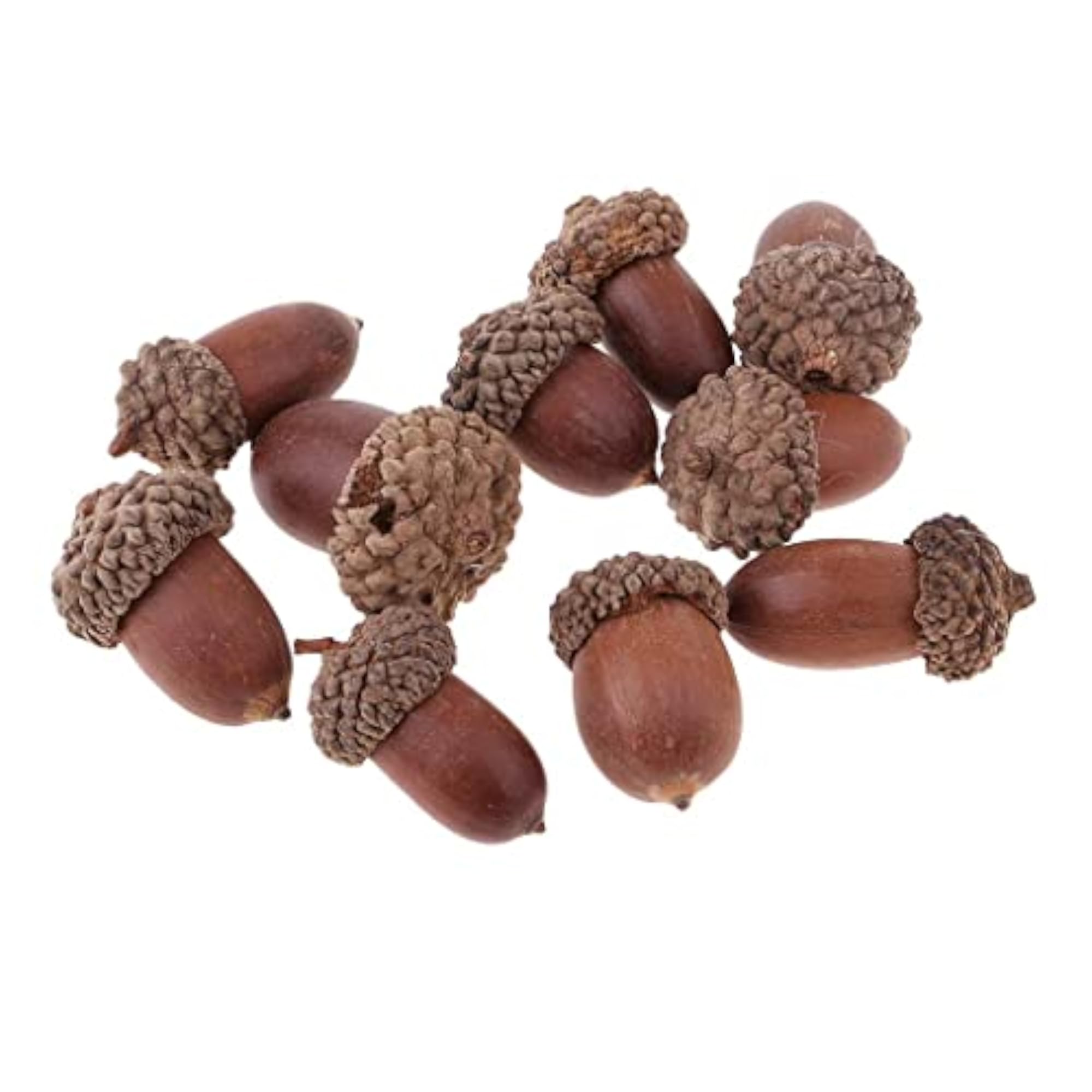 Natural Acorns Dried Table Ornament for Home Decoration