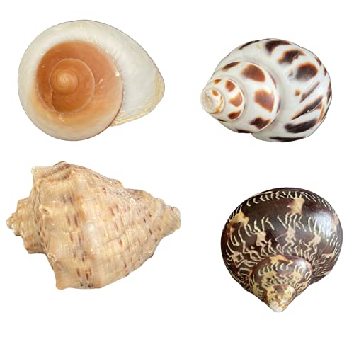 PALISADE PETS Hermit Crab Shells Large Assorted Sizes - Medium and Large Hermit Crab Shells - Natural Shells for Hermit Crab Habitat or DÃ©cor - Quality Hermit Crab Supplies