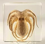 74 mm großer echter Oktopus in klarem Lucite-Harz Briefbeschwerer konserviertes Exemplar Wassermollusken-Tierpräparat Sammlung für die Ausstellung im Bereich Biologie Naturwissenschaften und Bildung