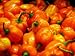 Habanero Pepper (Among the Hottest) 200 Seeds By Jays Seeds Upc 643451294668