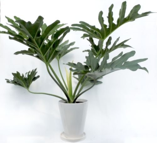 【観葉植物】セローム　陶器鉢付き　 現品］3番 フィロデンドロン セローム 陶器鉢皿付き 観葉植物 室内