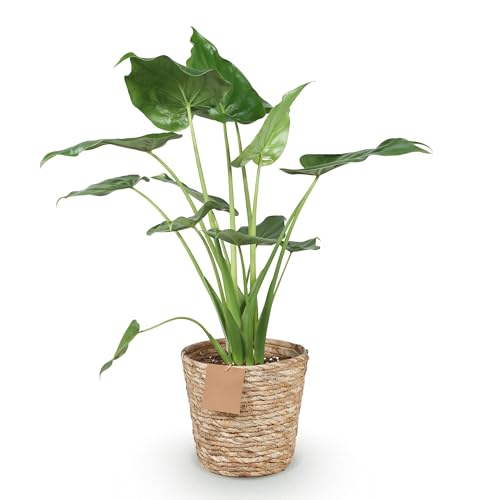 Green boutiQ - Zimmerpflanzen - Alocasia Cucullata - Buddha-Hand - Wenig Pflege - mit Korb - Grün - 1 Pflanze - Topf 21cm - Höhe 65-70cm