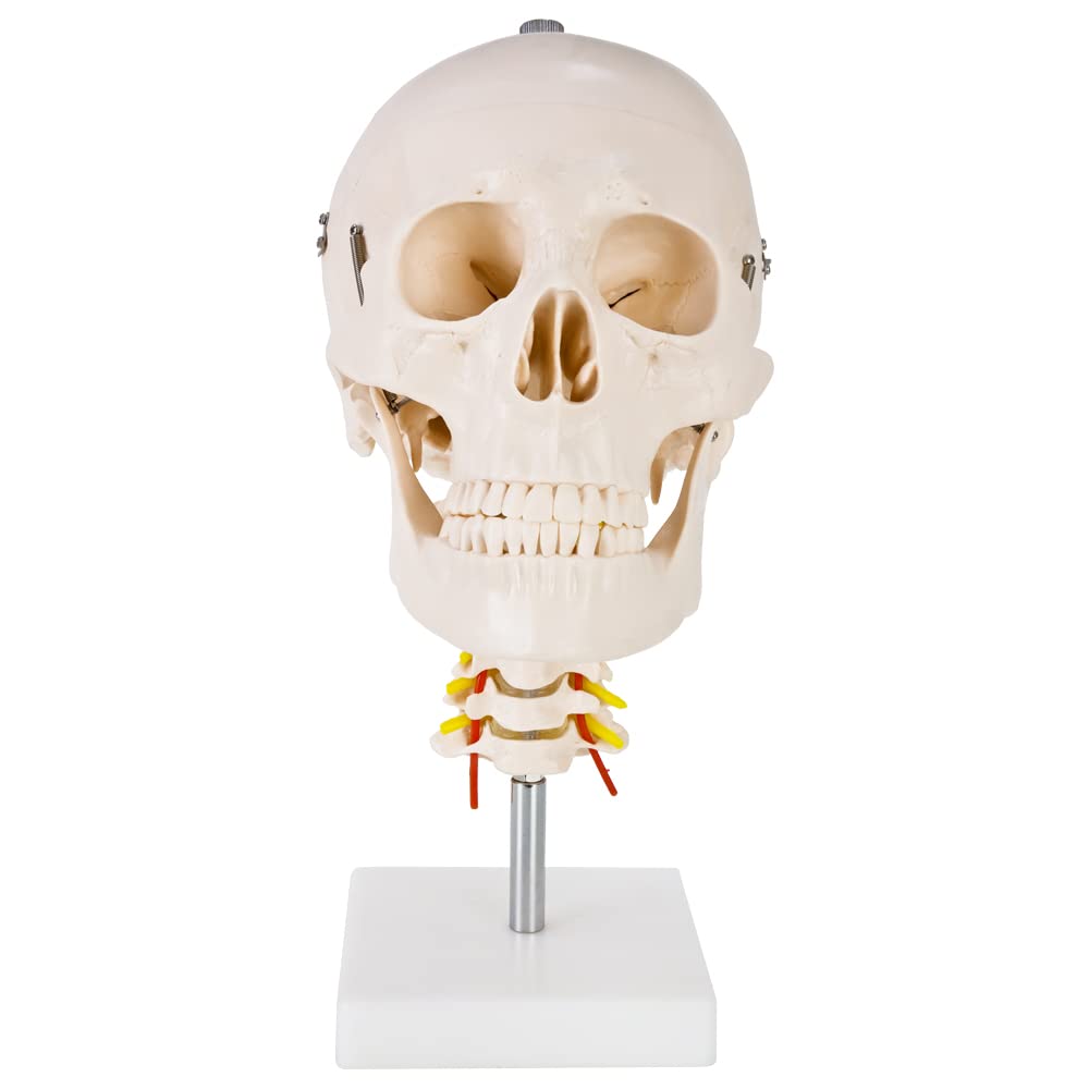 Schädel Halswirbelsäule Anatomie Modell Skelett Lebensgroß Anatomisches Model Totenkopf Schädelmodell Menschlicher Kopf Skull Schaedel auf Ständer MedMod