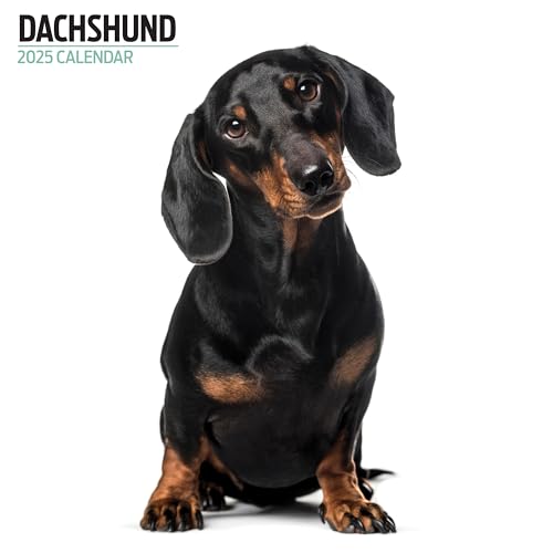 Dachshund 2025 Modern Calendar, Various