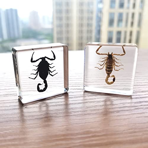 Image of Insect Specimens Set, Black Scorpion and Yellow Scorpion Specimens in Resin, Animal Taxidermy Collection for Science Education & Desk Ornament, (FBBJ-03)