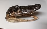 Genuine Alligator Head 5-6 Swamp People Gator New Orleans Bayou
