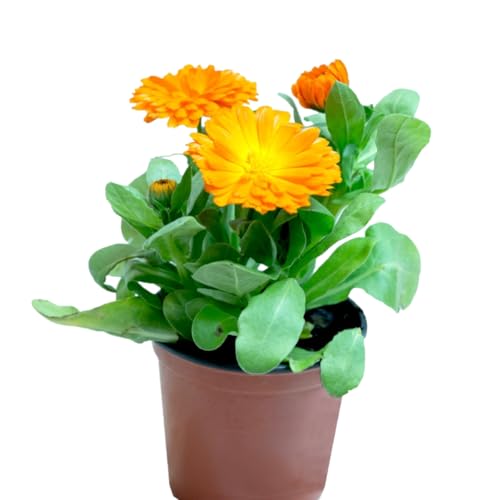 Verdecora Caléndula en flor en maceta de Ø11cm | Calendula officinalis | Planta Natural de Exterior con Flores Vivas y Coloridas | Ideal para Balcones, Terrazas y Jardines