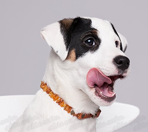 Bernsteinkette Hund | Bernsteinhalsband für Hunde und Katzen | Hundehalsband I Natürliches Halsband Hund aus echt Bernstein