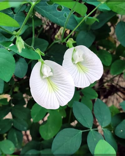 Image of Aparajita Plant (Butterfly Pea - Clitoria Ternatea) Live Flower Vine for Balcony & Terrace (White)