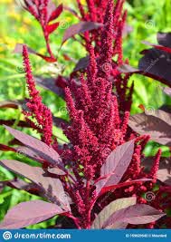 Guruji Plantation Amaranth Medicinal Vegetable Live Outdoor Plant for Home and Garden with Pot (Pack of 1) (Amaranthus Cruentus)
