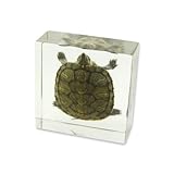 REALBUG Turtle Specimen