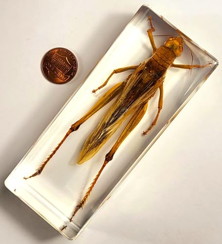 Image of 4.3 inch Large Real Golden Desert Locust in Crystal Clear Lucite Resin Specimen Preserved Insect Taxidermy Crafts Collection for Biology Science Education & Desk Ornament Display Supplies Paperweight