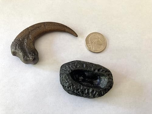 Image of Velociraptor Killing Claw Replica - Realistic Dinosaur Fossil Model with Detachable Display Stand - 2.6 inch