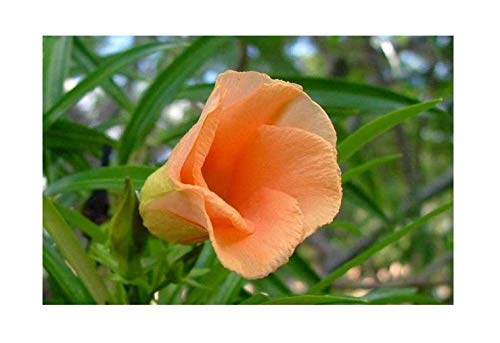 Guruji Plantation - Imported Kaner Live Plant in Orange Color with Beautiful Pot. (B08LH5PWGP) Amazon Price History, Amazon Price Tracker