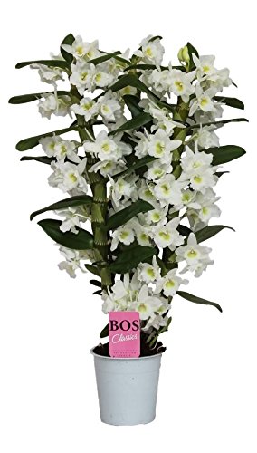 Orquídea Dendrobium Blanco Natural Planta Decorativa de Grandes Flores
