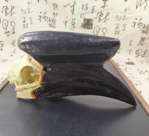 Crâne de calao à casque noir 1:1, spécimen d'os d'animal réaliste pour l'enseignement