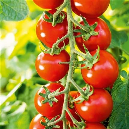 Profi F1-Tomatenpflanzen (2er Set) Exklusive Gourmet-Sorten zur Auswahl Maximale Resistenz & Höchstertrag Kräftige Jungpflanzen im 11cm Topf (Campos)