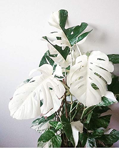 Go Garden 100Pcs White Monstera Bonsai Garden Seeds Beautiful Turtle Leaves Tree Palm