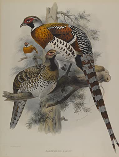 Tableau toile oiseau Calophasis Ellioti John Gould affiche d'art decorative 60x90cm