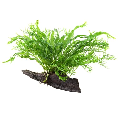 Microsorum pteropus 'Windeløv', variante di Microsorum pteropus, è un coltivatore protetto a titolo di ottenimento vegetale. Ha il nome del fondatore dell'azienda Tropica, Holger Windeløv.