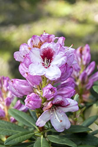 Rhododendron Hybr. 'Cassata' 30-40 cm - Rhododendron, rosa Blüten, Blütezeit Mai-Juni, ideal für halbschattige Standorte, immergrün, pflegeleicht