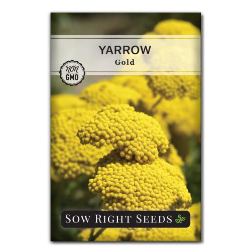 Sow Right Seeds - Achillea Yarrow Gold Flower Seeds for Planting - Flowers to Plant in Your Garden - Non-GMO Heirloom Packet with Instructions - Favorite Perennial to Attract Pollinators (1)