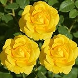 Gelb Rosen pflanzen (1 Duftende Pflanze), große winterhart mehrjährig Stauden, Pflanzen aus Holland für Garten und Topf (kein Samen, blumenzwiebeln und nicht künstlich)
