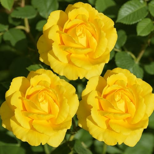 Gelb Rosen pflanzen (1 Duftende Pflanze), große winterhart mehrjährig Stauden, Pflanzen aus Holland für Garten und Topf (kein Samen, blumenzwiebeln und nicht künstlich)