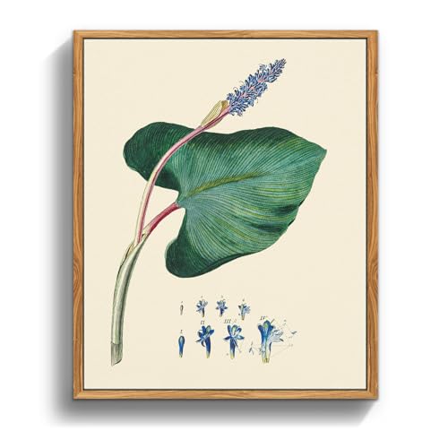 crmotu Botanical Framed Wall Art, Green Leaf Canvas Art Prints, Nature Plant Study Vintage Pictures, Minimalist Rustic Farmhouse Wall Decor, Bedroom Kitchen Desktop Bathroom Decorations, 8x10inch