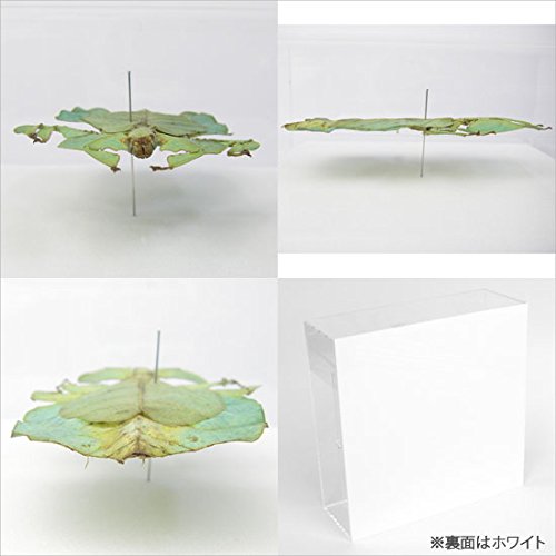 Amazon.co.jp: 虫の標本 コノハムシ アクリルフレーム 透明 : ホーム