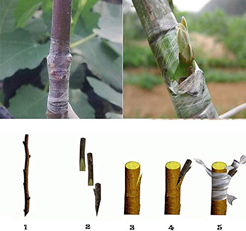 SVE 900M x 1.5 Inch Grafting Stretchable Tape for Nursery and Garden, Budding/Plant Repair Tape for Nursery & Garden, Moisture Barrier Waterproof, Length- 900meter, Width- 24mm (Pack of 1)